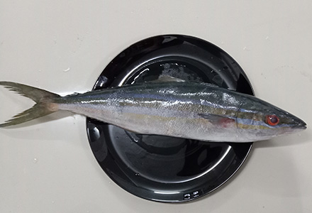 Mahseer / കുയിൽമീൻ / Kuyil Meen (SEA) - 500 gm