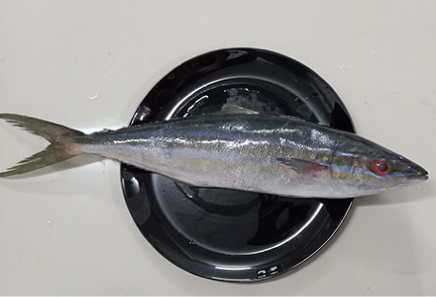 Mahseer / കുയിൽമീൻ / Kuyil Meen (SEA) - 500 gm