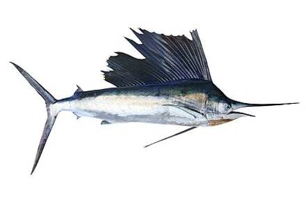 Cleaned Sail Fish / Ola Meen / ഓലക്കുടിയൻ (400gm) 