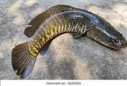 Cleaned Viral fish / Snake Head / വരാൽ - (400gm)