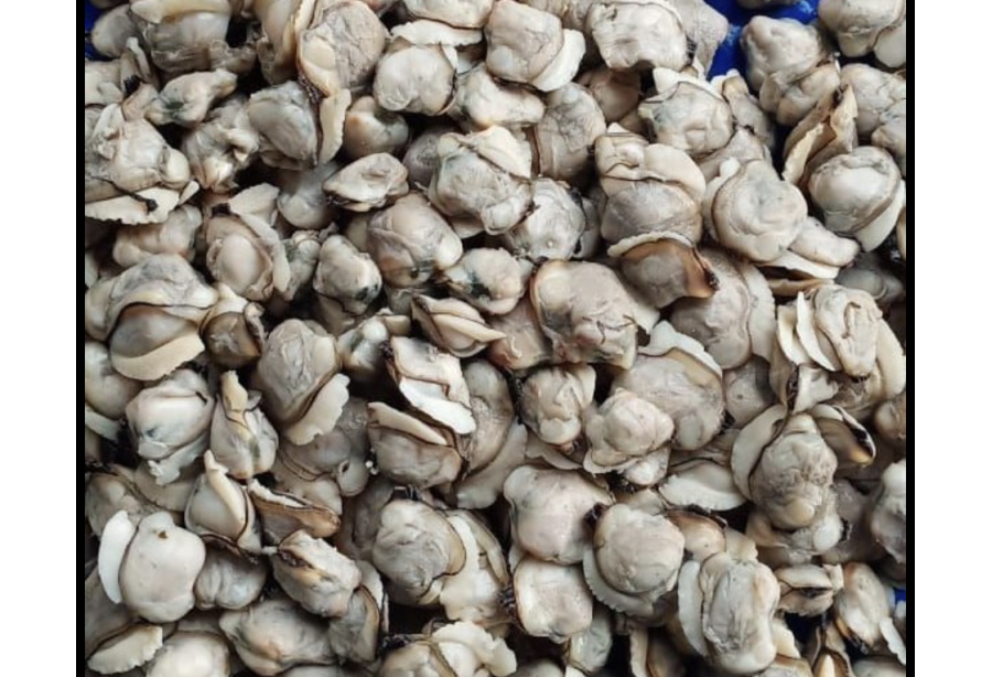 Premium Clams Medium / Kakka Irachi 500 gm