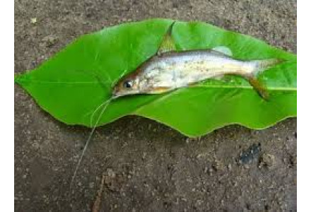 Cleaned Cat Fish / Etta Koori Small - 400gm