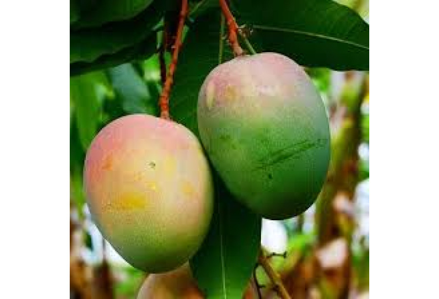 Mango - Neelam / മാങ്ങ - 500gm