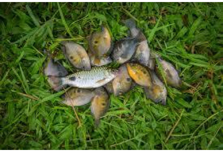 Cleaned Orange Cromide / Pallathi Fish - 300gm