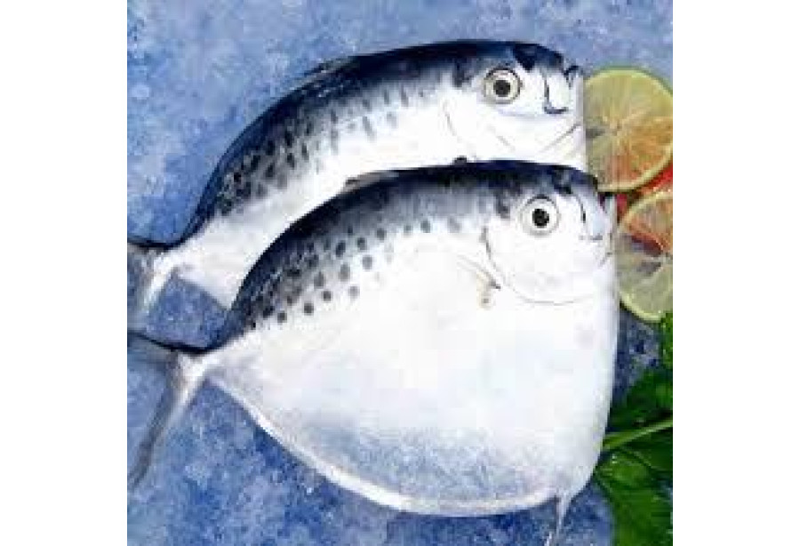 Cleaned Moon Fish / Pamullan Fish Large - 400gm