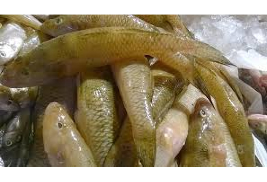 Cleaned Tank Goby Large / Poolan Fish - 400gm