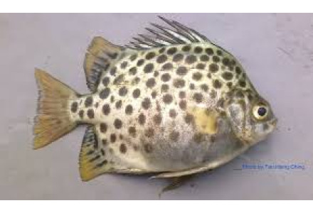 Cleaned Scat Fish Large / Nachakka - 350gm