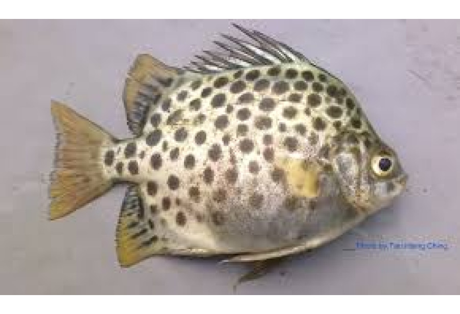 Cleaned Scat Fish Large / Nachakka - 350gm