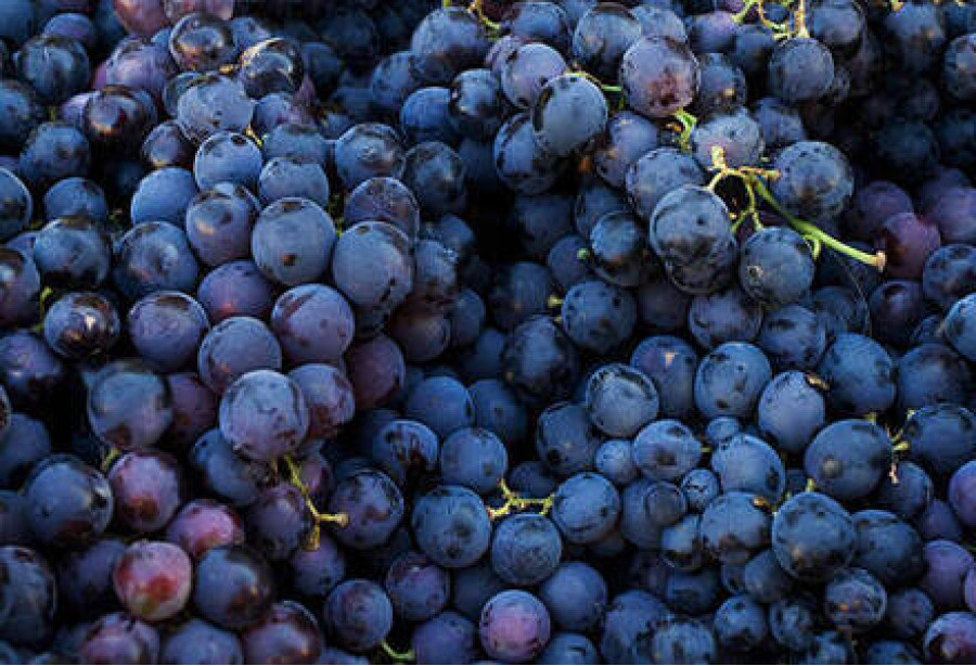Grapes Seed ( Wine Grapes ) Ozone Washed / Black / മുന്തിരി - 500 gm