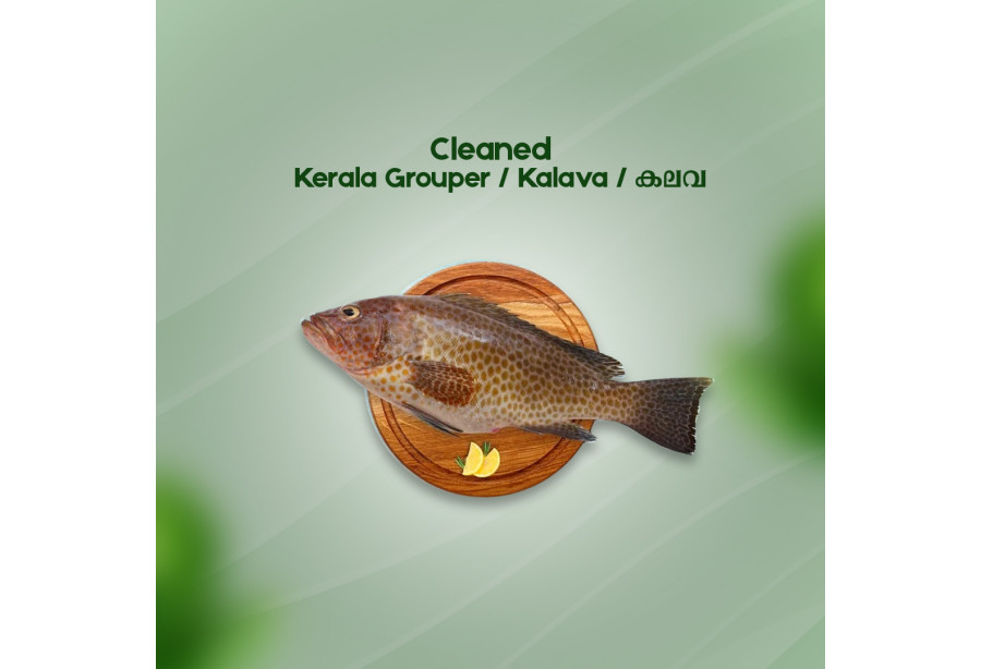 Cleaned Hamour / Grouper /കലവ Pcs - 400gm