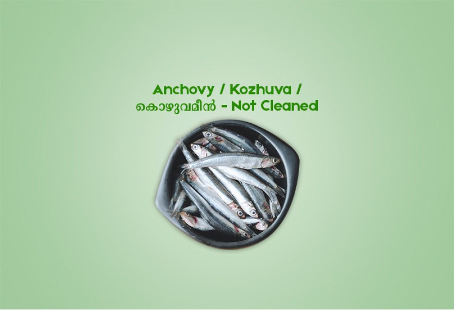 Anchovy /  Kozhuva  /  കൊഴുവമീൻ (500gm) - Not Cleaned